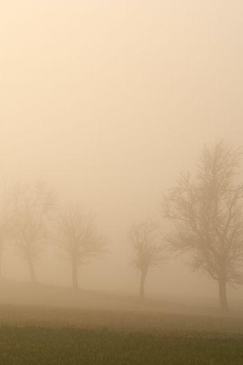 landscape, beige, film photography Wallpaper 640x960