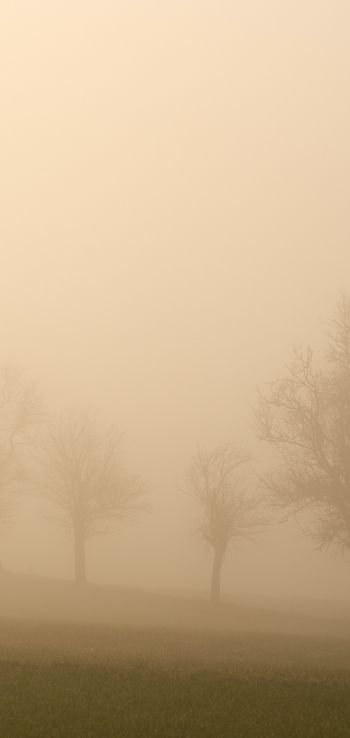 landscape, beige, film photography Wallpaper 720x1520
