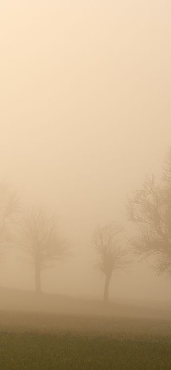 landscape, beige, film photography Wallpaper 828x1792