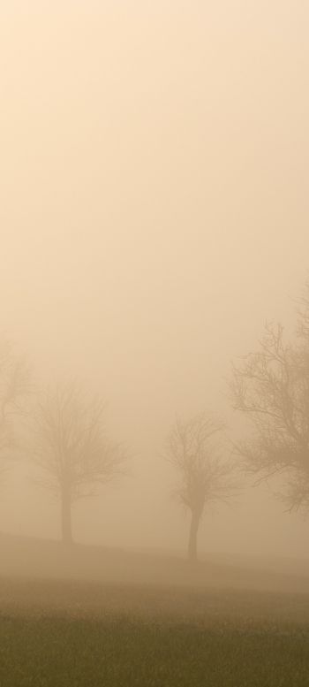 landscape, beige, film photography Wallpaper 720x1600