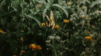 Obera, Misiones, Argentina, butterflies, plant Wallpaper 1366x768