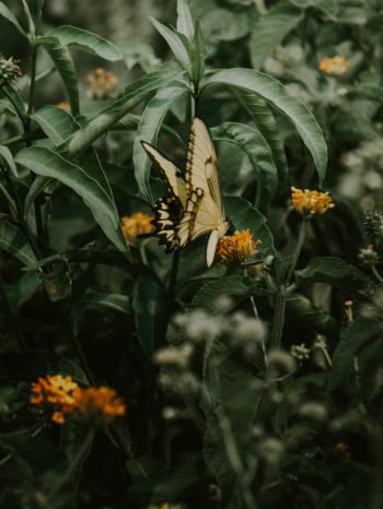 Obera, Misiones, Argentina, butterflies, plant Wallpaper 2048x2732