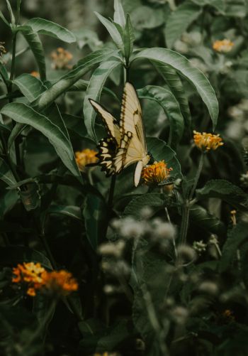 Обои 1668x2388 Обера, Мисьонес, Аргентина, бабочки, растение