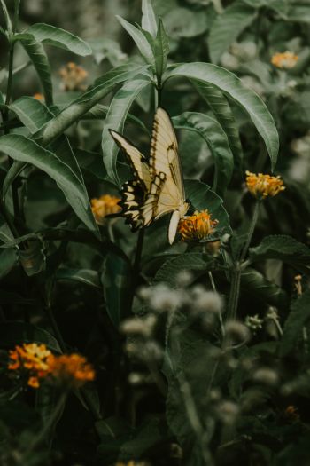 Obera, Misiones, Argentina, butterflies, plant Wallpaper 640x960