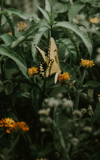 Obera, Misiones, Argentina, butterflies, plant Wallpaper 1752x2800