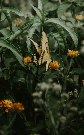 Obera, Misiones, Argentina, butterflies, plant Wallpaper 1200x1920