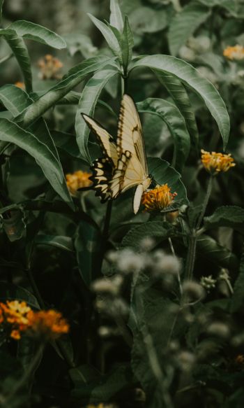 Obera, Misiones, Argentina, butterflies, plant Wallpaper 1200x2000