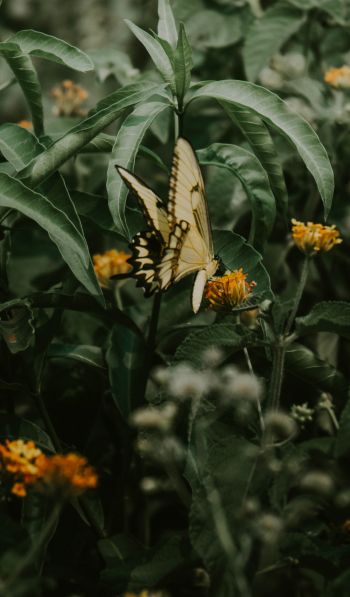 Obera, Misiones, Argentina, butterflies, plant Wallpaper 600x1024