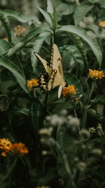 Обои 1080x1920 Обера, Мисьонес, Аргентина, бабочки, растение