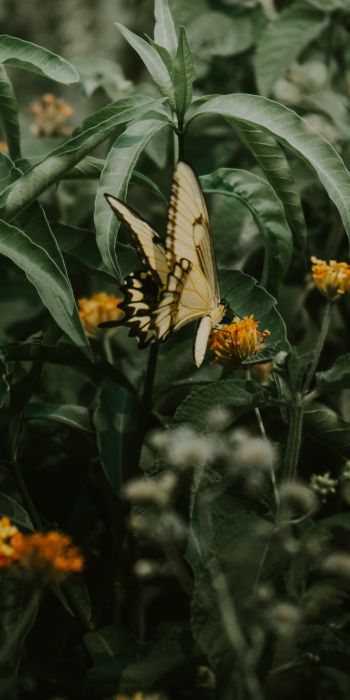 Обои 720x1440 Обера, Мисьонес, Аргентина, бабочки, растение
