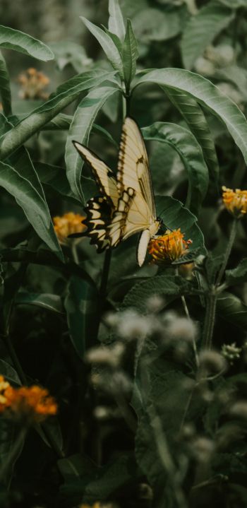 Обои 1440x2960 Обера, Мисьонес, Аргентина, бабочки, растение