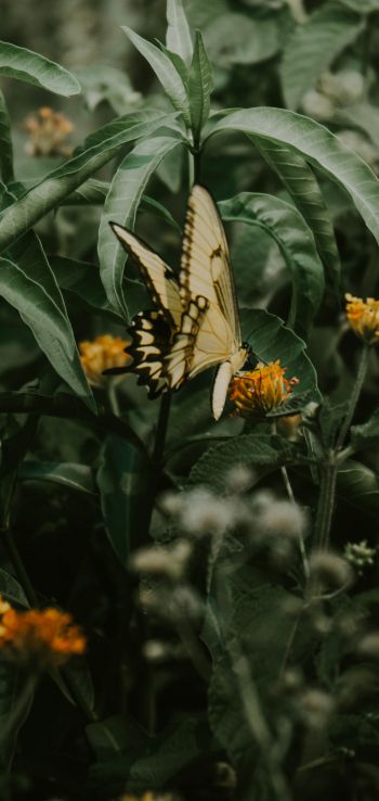 Обои 1440x3040 Обера, Мисьонес, Аргентина, бабочки, растение