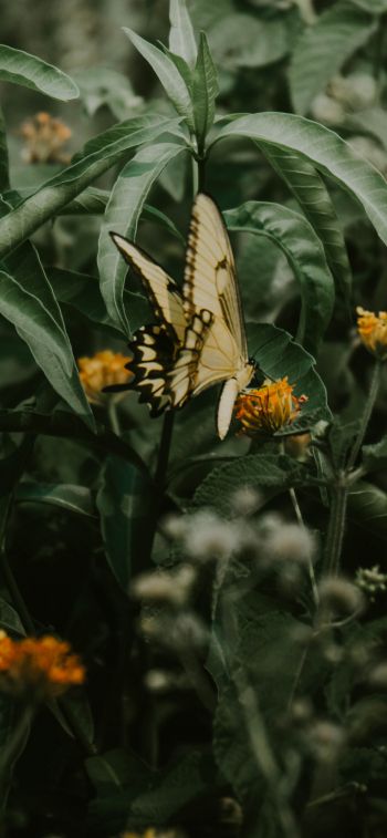 Обои 828x1792 Обера, Мисьонес, Аргентина, бабочки, растение