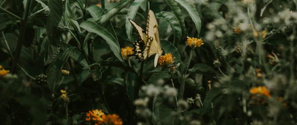 Obera, Misiones, Argentina, butterflies, plant Wallpaper 2560x1080