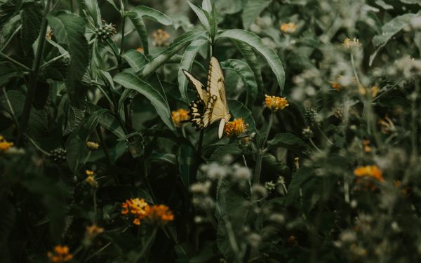 Obera, Misiones, Argentina, butterflies, plant Wallpaper 2560x1600