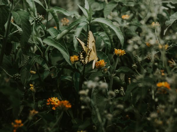 Obera, Misiones, Argentina, butterflies, plant Wallpaper 1024x768