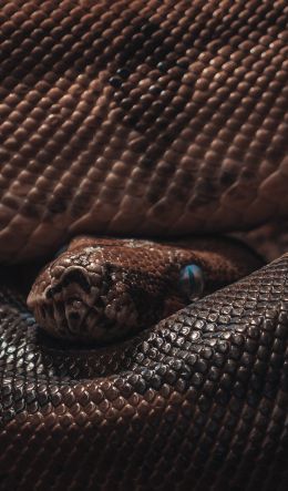 reptile, anaconda, brown Wallpaper 600x1024