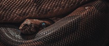 reptile, anaconda, brown Wallpaper 2560x1080