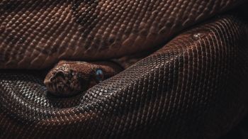 reptile, anaconda, brown Wallpaper 1600x900