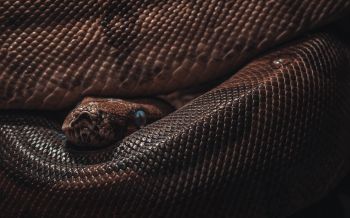 reptile, anaconda, brown Wallpaper 2560x1600