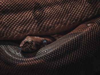 reptile, anaconda, brown Wallpaper 800x600