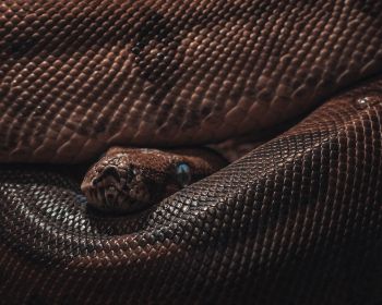 reptile, anaconda, brown Wallpaper 1280x1024