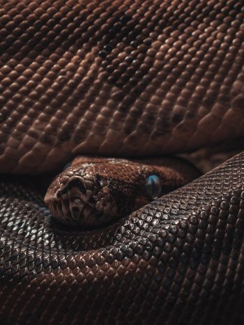 reptile, anaconda, brown Wallpaper 1536x2048