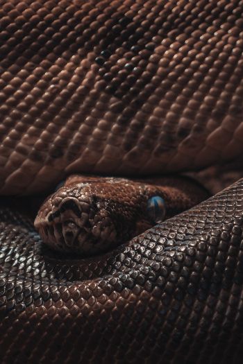 reptile, anaconda, brown Wallpaper 640x960