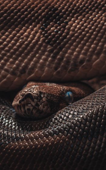 reptile, anaconda, brown Wallpaper 800x1280