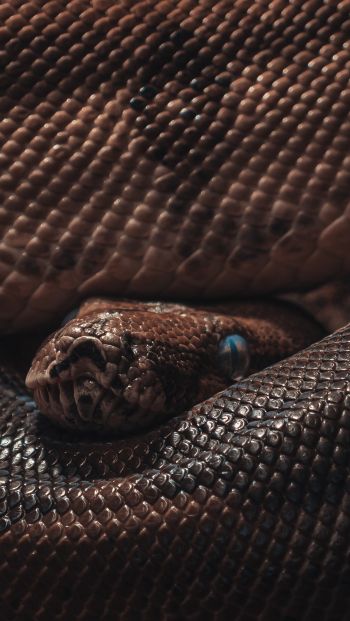reptile, anaconda, brown Wallpaper 640x1136