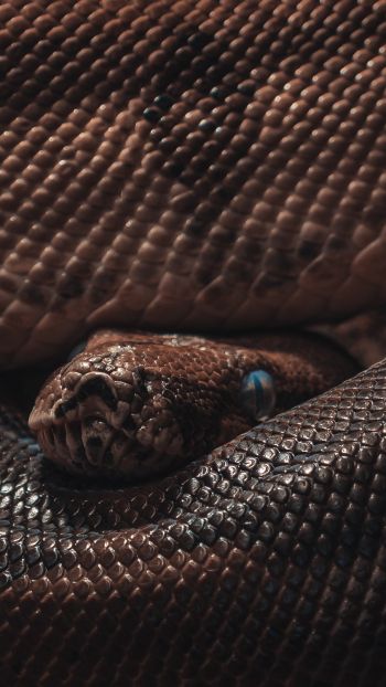 reptile, anaconda, brown Wallpaper 720x1280