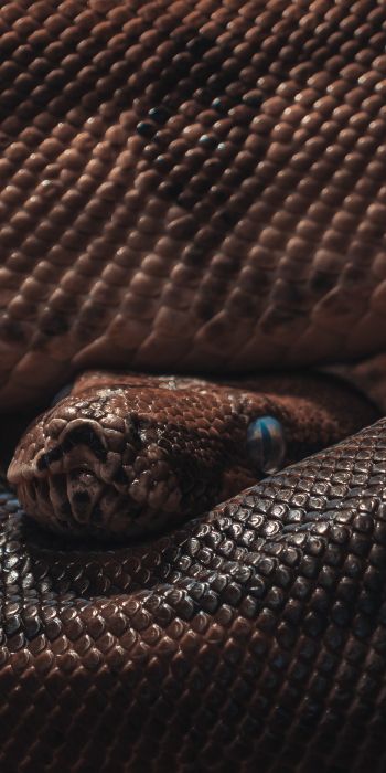 reptile, anaconda, brown Wallpaper 720x1440