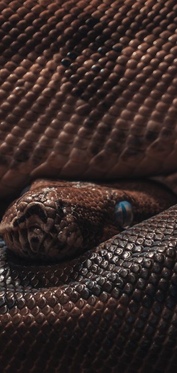 reptile, anaconda, brown Wallpaper 720x1520