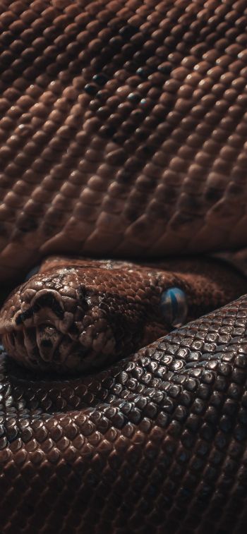 reptile, anaconda, brown Wallpaper 828x1792