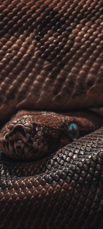 reptile, anaconda, brown Wallpaper 720x1600