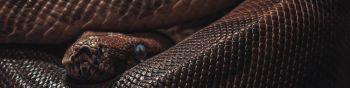 reptile, anaconda, brown Wallpaper 1590x400
