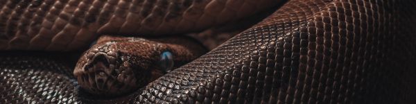 reptile, anaconda, brown Wallpaper 1590x400