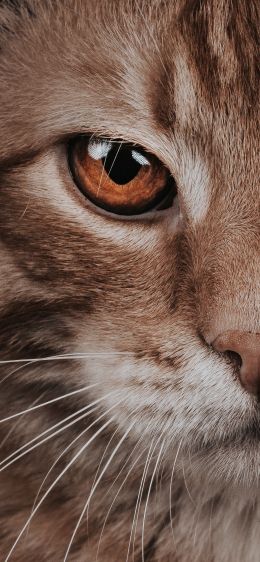 predator, cat, cat eyes Wallpaper 1125x2436