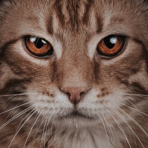 predator, cat, cat eyes Wallpaper 2526x2526