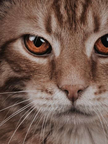predator, cat, cat eyes Wallpaper 1536x2048