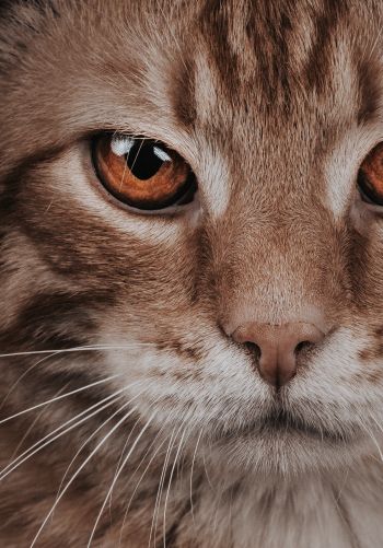 predator, cat, cat eyes Wallpaper 1668x2388