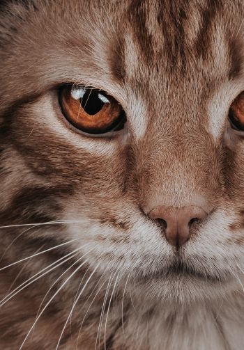 predator, cat, cat eyes Wallpaper 1640x2360