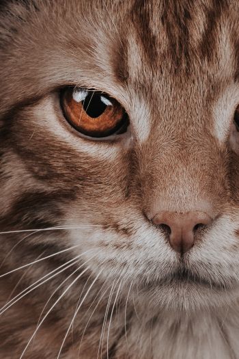 predator, cat, cat eyes Wallpaper 640x960