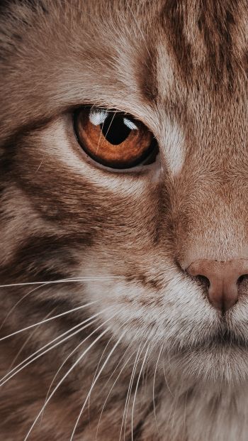 predator, cat, cat eyes Wallpaper 640x1136