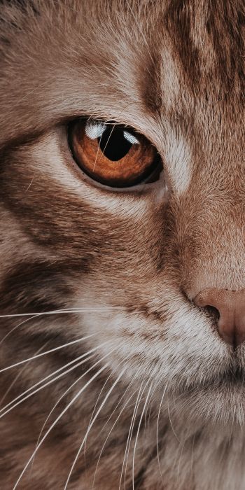predator, cat, cat eyes Wallpaper 720x1440