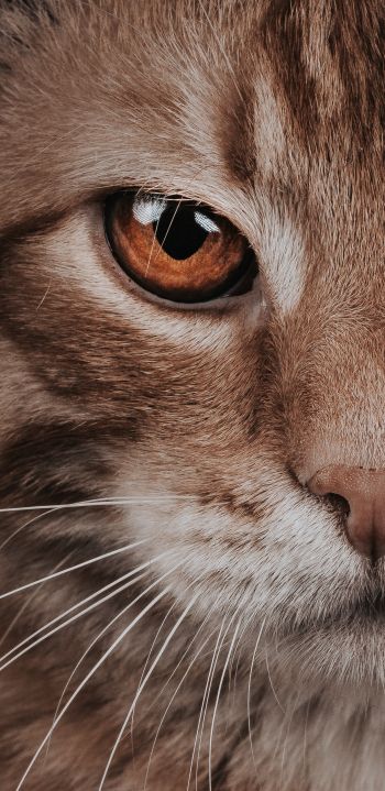 predator, cat, cat eyes Wallpaper 1080x2220