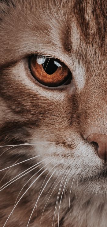 predator, cat, cat eyes Wallpaper 1080x2280