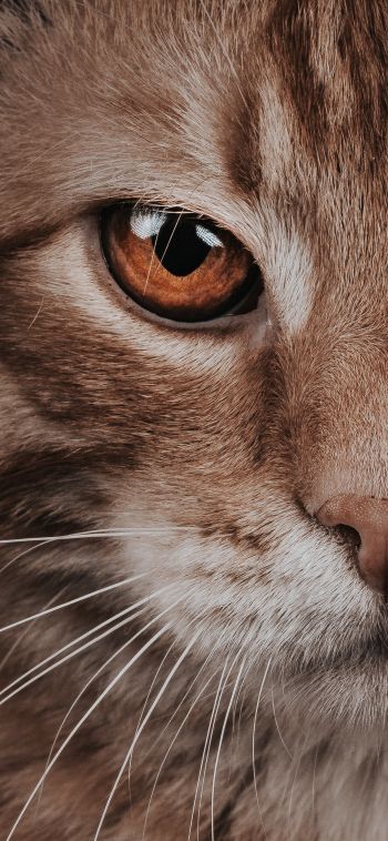predator, cat, cat eyes Wallpaper 1080x2340