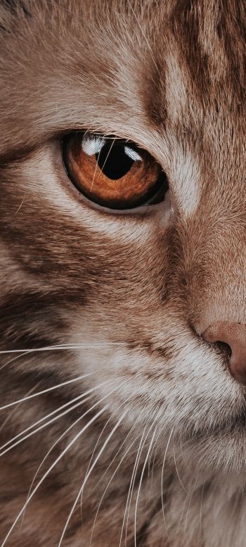 predator, cat, cat eyes Wallpaper 720x1600