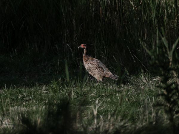 United Kingdom, bird in the bushes Wallpaper 1024x768